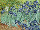 Irises